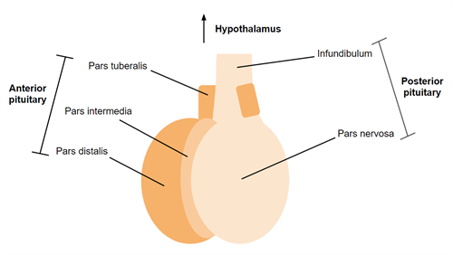 Pituitary_Gland.png