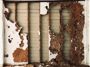 termites 2021-01-04 151310.png