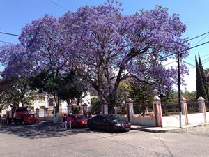 jacaranda-322969_1920.jpg