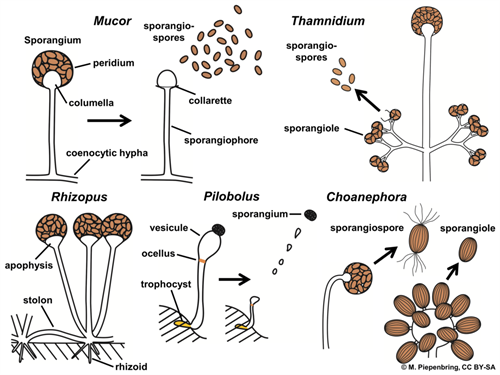 06_05_sporangiophores,_sporangia,_conidia,_liberation_of_spores,_Mucorales,_Zygomycota_(M._Piepenbring).png