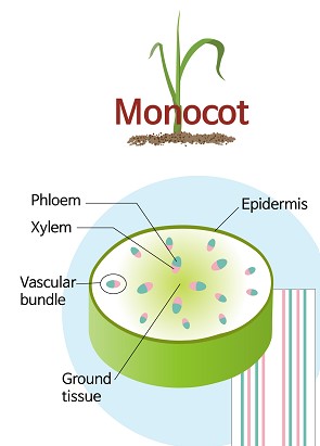 monocot stem final.jpg