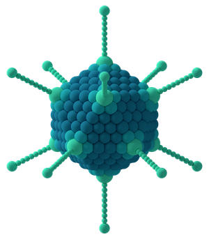 Adenovirus_3D_schematic.png