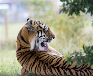 tiger scrubbing2020-12-21 171804.png