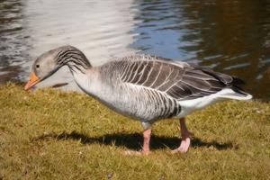 goose-pix.jpg