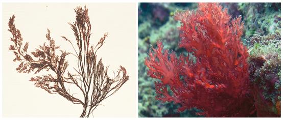 red algae.jpg