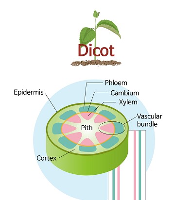 dicot stem final.jpg