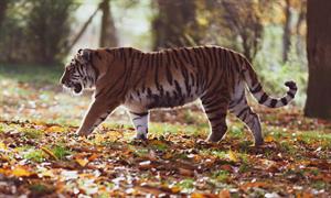 amur-tiger-4155922_1920.jpg