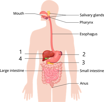 YCIND_240304_6074_digestive system_3 - Copy.png