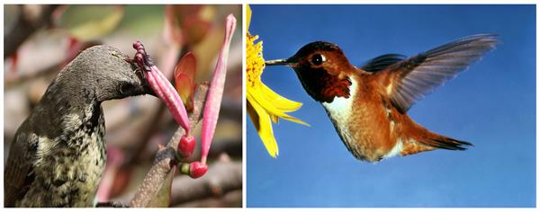 pollination by animals.jpg