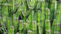 cactus-1453793_960_720.jpg