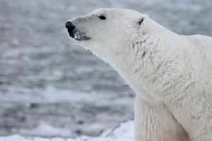 polar-bear-404315_960_720.jpg