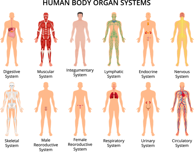 Human body organ systems.png