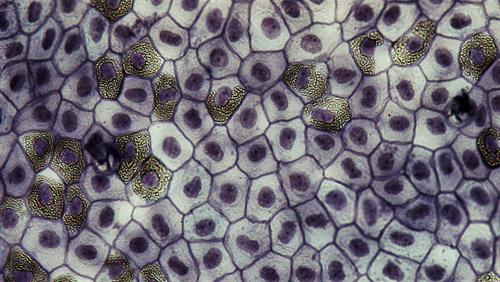Epithelial_Tissues_Simple_Squamous_Epithelium_(frog)_(27847646938).jpg