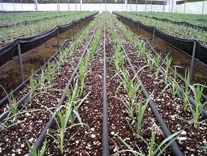 Drip irrigation By Borisshin - Own work, CC BY-SA 4.0,.jpg
