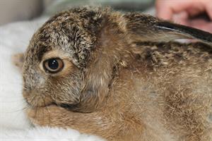 leveret-pix.jpg