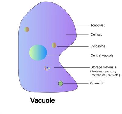 vacuole.jpg