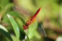 dragonfly-2792209_1280.jpg