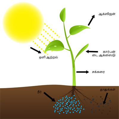 YCIND20220615_3918_absorption in plants-01.png