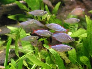 aquarium-plants-and-fish.jpg