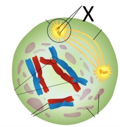 centriole_final.jpg