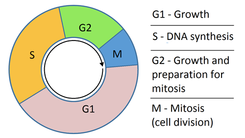 Cell_cycle_simple.png