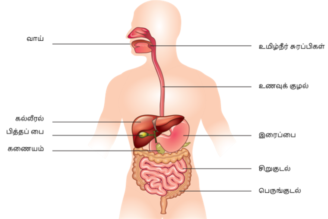 Human organ system (TN 6th SK).png