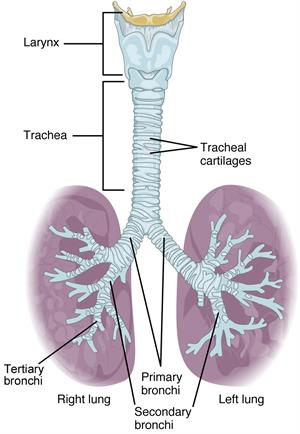 2308_The_Trachea.jpg