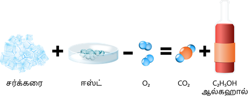 YCIND20220821_4317_Plant anatomy_03.png