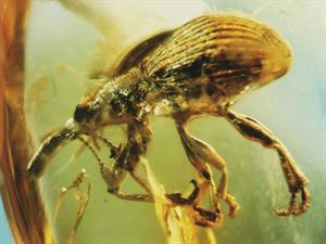 800px-Baltic_amber_Coleoptera_Brentidae_Apion_3.jpg