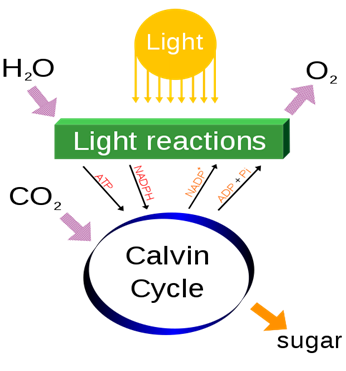 484px-Simple_photosynthesis_overview.svg (1).png