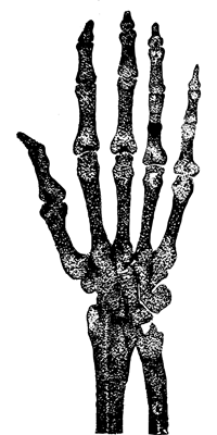 vintage-skeleton-2417799_1280.png