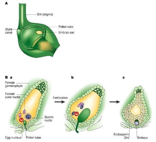 DoubleFertilization.jpg