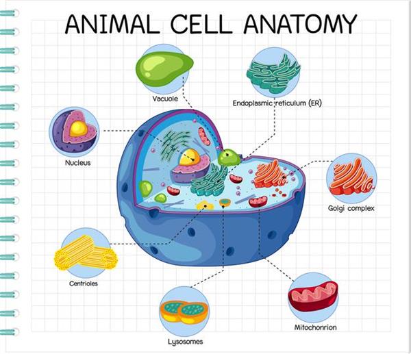 anatomy-animal-cell-biology-diagram_1639-19562.jpg