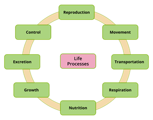 life process.png