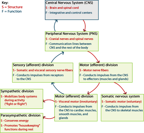 nervous_division.png