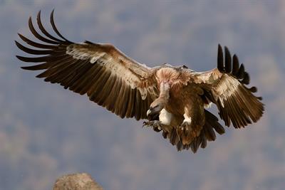 vulture-1209813_960_720.jpg