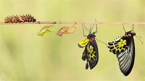 life cycle of butterfly.jpg