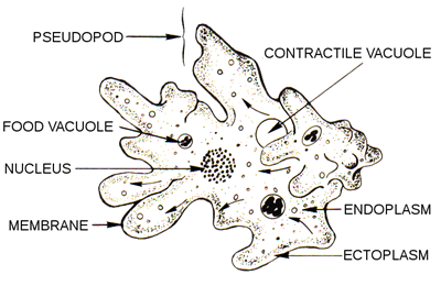 743px-Amoeba_(PSF).svg.png
