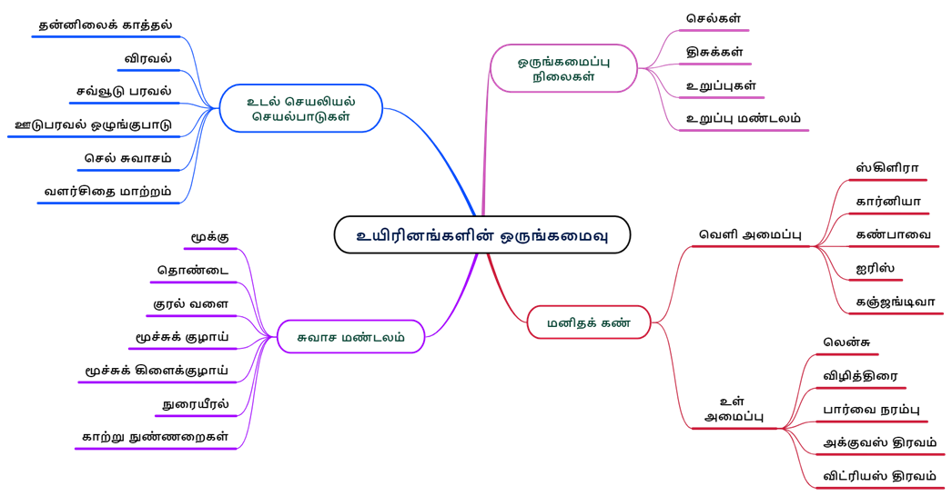 உயிரினங்களின் ஒருங்கமைவு.png