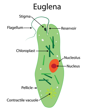 euglenapng.png