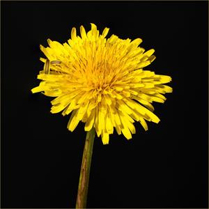 common-dandelion-6386134_1280.jpg