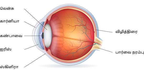 YCIND20220810_4271_Human organ systems_01.jpg