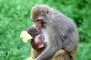 monkey-3745725_1920.jpg