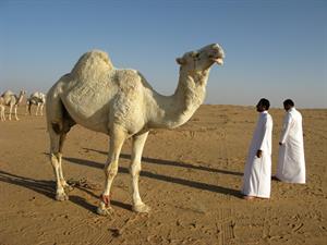 dromedary pix.jpg