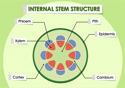 diagramshowinginternalstemstructure130834117.jpg