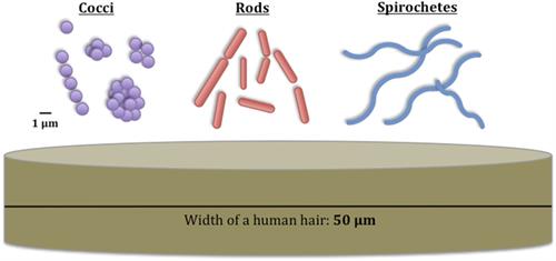 Shapesofbacteriaandsizecomparisons.jpg