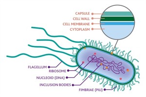 Bacteria,_why_do_they_make_me_sick_10.jpg