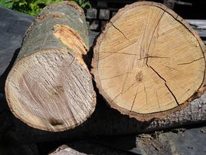 Green_wood_visual_comparison.jpg