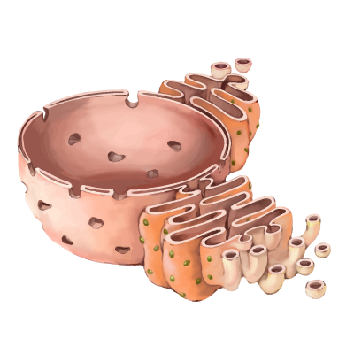 201601_Endoplasmic_reticulum.png