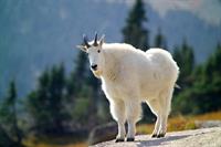 mountain-goat-3917628_960_720.jpg